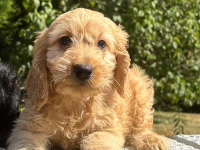 Cockapoo puppies in Wicklow