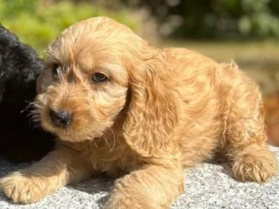 Cockapoo puppies in Wicklow