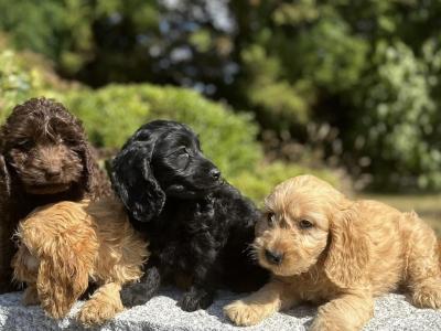 Cockapoo puppies in Wicklow