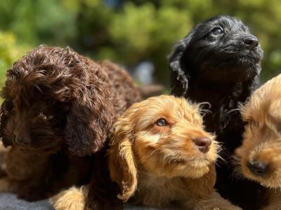 Cockapoo puppies in Wicklow