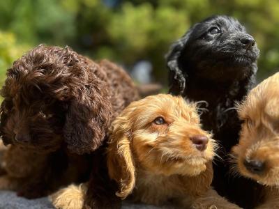 Cockapoo puppies in Wicklow