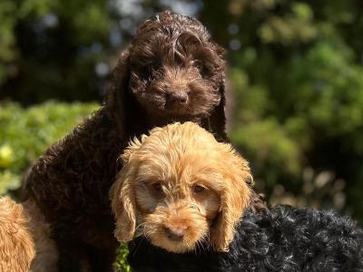 Cockapoo puppies in Wicklow