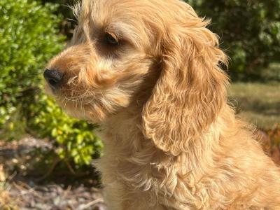 Cockapoo puppies in Wicklow