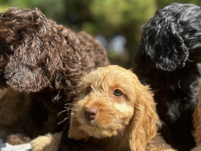 Cockapoo puppies in Wicklow