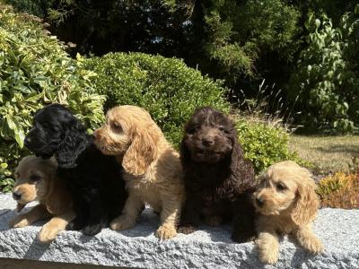 Cockapoo puppies in Wicklow