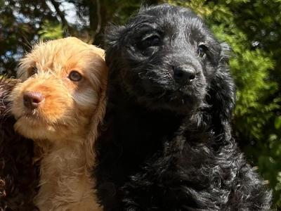 Cockapoo puppies in Wicklow