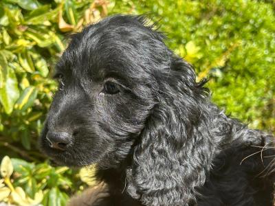 Cockapoo puppies in Wicklow