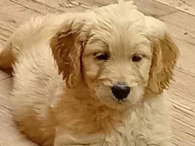 First Generation Goldendoodle puppies in Carlow