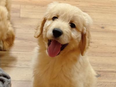 First Generation Goldendoodle puppies in Carlow