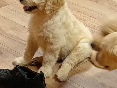 First Generation Goldendoodle puppies in Carlow