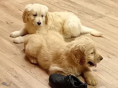 First Generation Goldendoodle puppies in Carlow