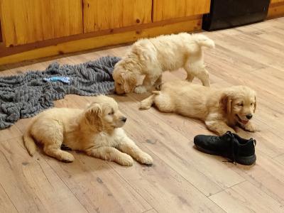 First Generation Goldendoodle puppies in Carlow