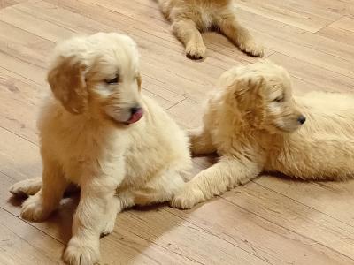 First Generation Goldendoodle puppies in Carlow