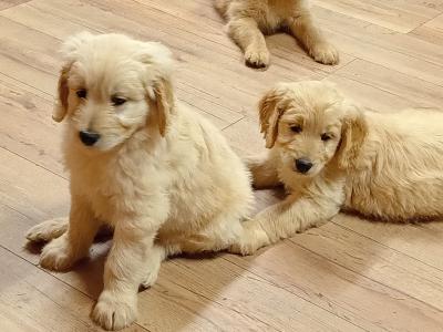 First Generation Goldendoodle puppies in Carlow