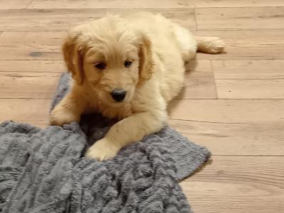 First Generation Goldendoodle puppies in Carlow