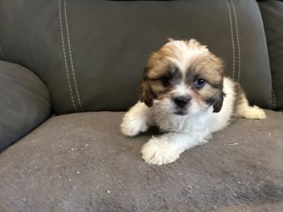 Beautiful Tiny Malshi (Maltese Cross Shih Tzu) puppies in Carlow!