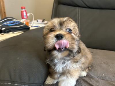 Beautiful Tiny Malshi (Maltese Cross Shih Tzu) puppies in Carlow!
