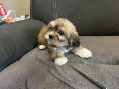 Beautiful Tiny Malshi (Maltese Cross Shih Tzu) puppies in Carlow!