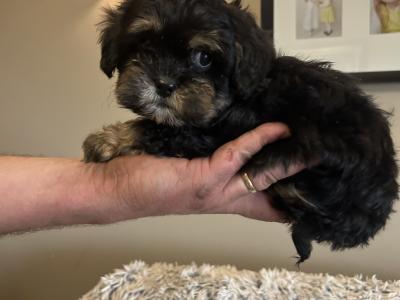 Beautiful Tiny Malshi (Maltese Cross Shih Tzu) puppies in Carlow!