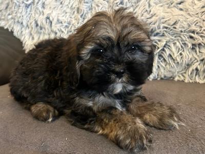 Beautiful Tiny Malshi puppies (Maltese x Shih Tzu) in Carlow!