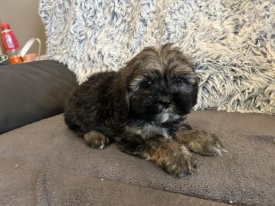 Beautiful Tiny Malshi (Maltese Cross Shih Tzu) puppies in Carlow!