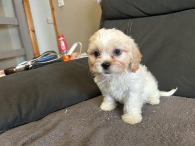 Beautiful Tiny Malshi (Maltese Cross Shih Tzu) puppies in Carlow!