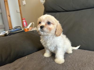 Beautiful Tiny Malshi (Maltese Cross Shih Tzu) puppies in Carlow!