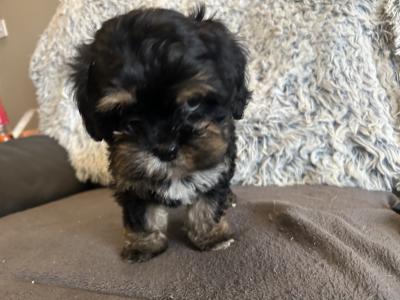 Beautiful Tiny Malshi (Maltese Cross Shih Tzu) puppies in Carlow!