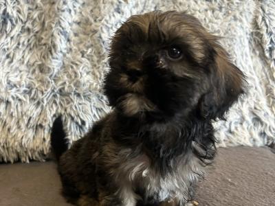 Beautiful Tiny Malshi (Maltese Cross Shih Tzu) puppies in Carlow!