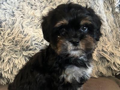 Beautiful Tiny Malshi (Maltese Cross Shih Tzu) puppies in Carlow!
