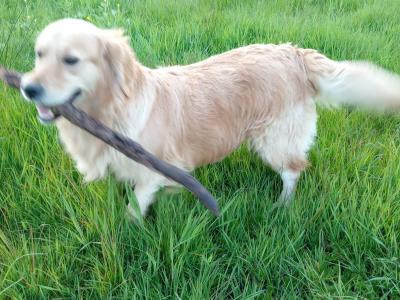 First Generation Goldendoodle puppies in Carlow