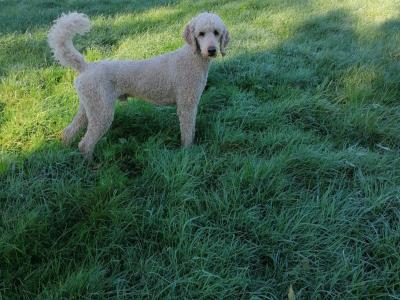 First Generation Goldendoodle puppies in Carlow