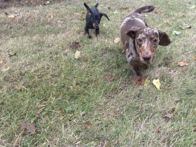 !!!Last black male standard size Dachshund puppy in Kildare!!!