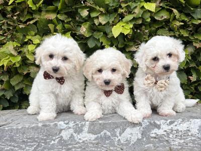 Pedigree Bichon Frise puppies