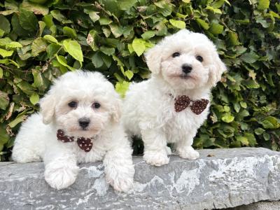 Pedigree Bichon Frise puppies
