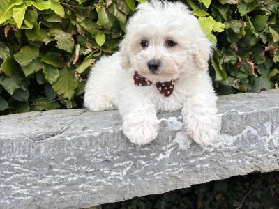 Pedigree Bichon Frise puppies
