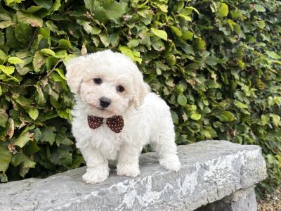 Pedigree Bichon Frise puppies
