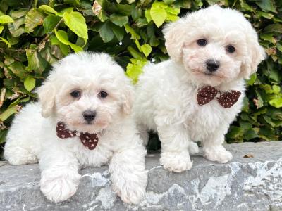 Pedigree Bichon Frise puppies in Longford