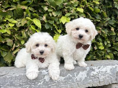 Pedigree Bichon Frise puppies