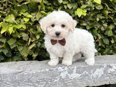 Pedigree Bichon Frise puppies