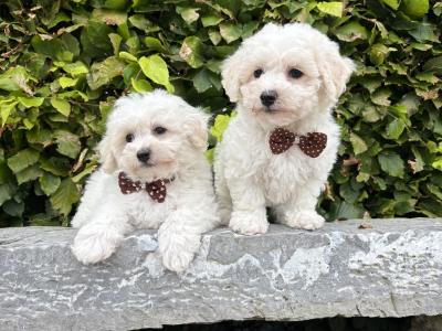 Pedigree Bichon Frise puppies