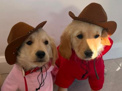 Female Golden Retriever puppies in Kilkenny are ready for their Forever Homes
