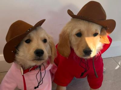 Golden Retriever puppies in Kilkenny are ready for their Forever Home