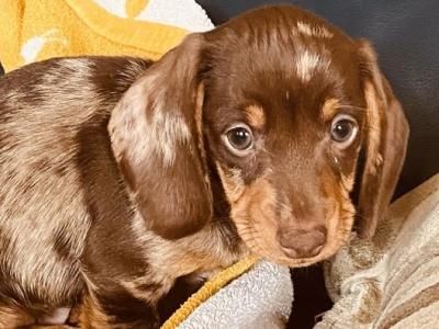 Dachshund puppies in Cavan