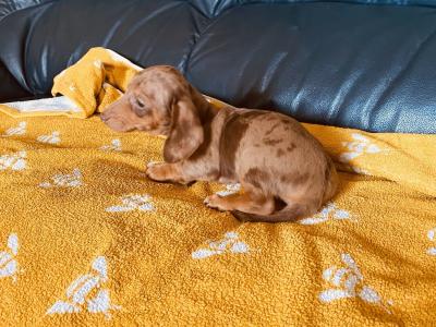 Dachshund puppies in Cavan