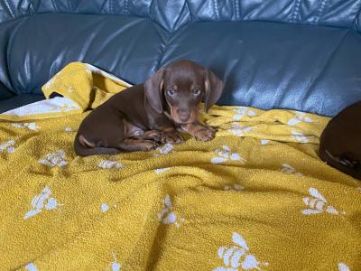 Dachshund puppies in Cavan