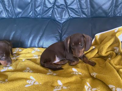 Dachshund puppies in Cavan