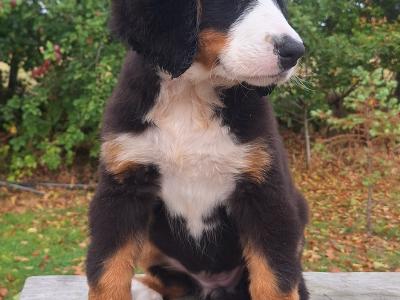 Bernese Mountain Dog puppies in Carlow  €1150