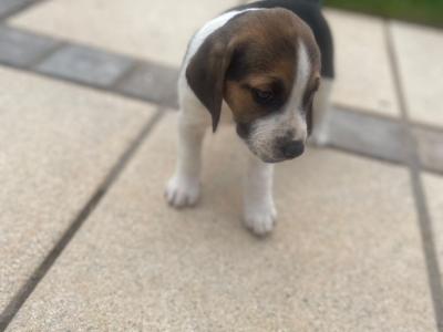 Beagle puppies in Tipperary