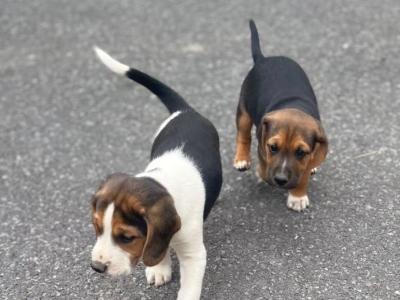 Beagle puppies in Tipperary